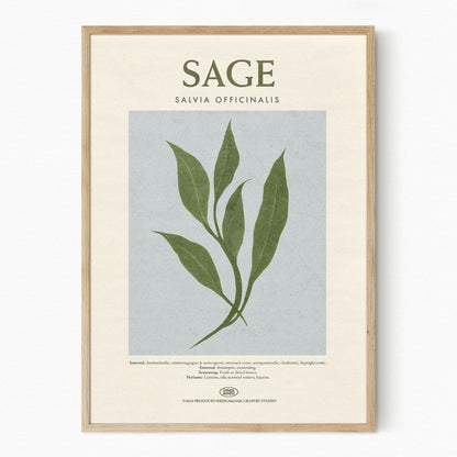 Sage - Herb Print