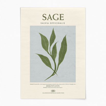 Sage - Herb Print