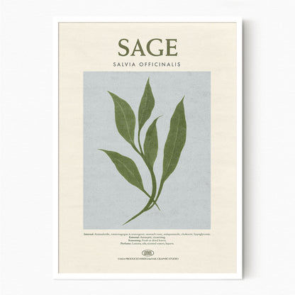 Sage - Herb Print